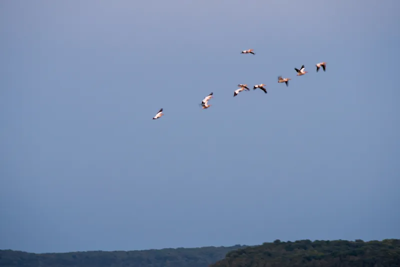 Pelican Line V, Washington Island. 2021.